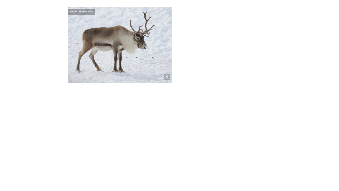 deer.png