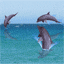 animated-dolphin-image-0046.gif