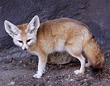 220px-Fennec_Fox_Vulpes_zerda.jpg