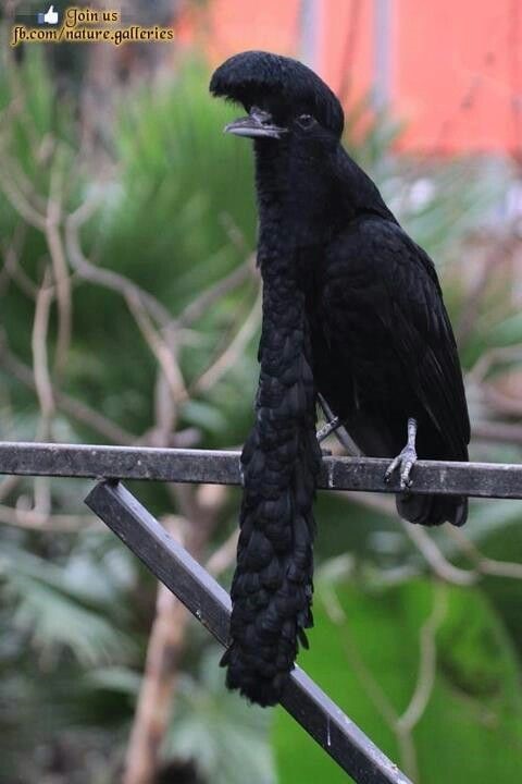 umbrella bird.jpg