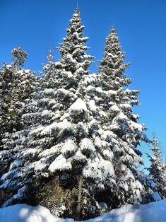 Frosted with snow and bathed in sunlight.PNG